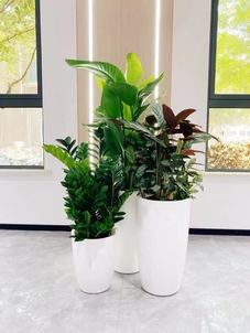 体验宁波江北盆景租摆，畅享绿色生活新方式